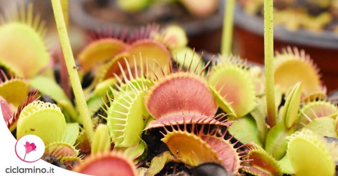 dionaea