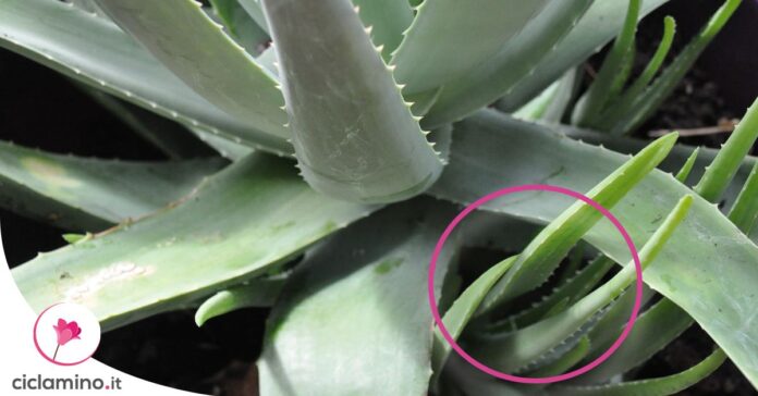 dividere-figli-aloe