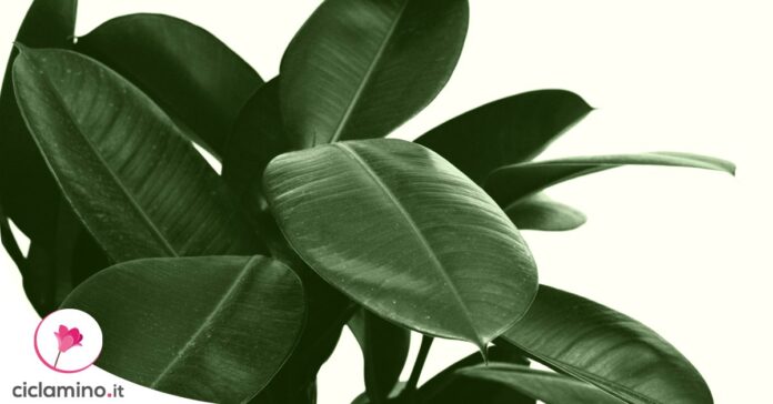 ficus-elastica-con-piu-foglie