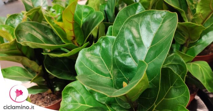 ficus-lyrata