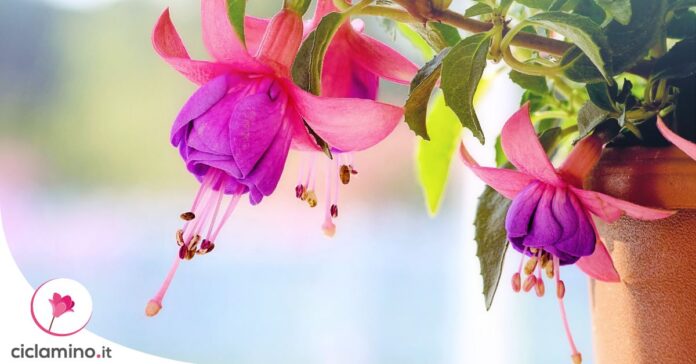 fuchsia