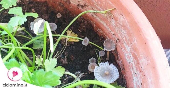 funghi-vaso-piante