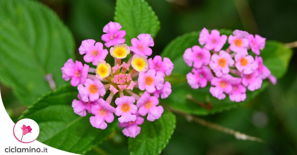 lantana