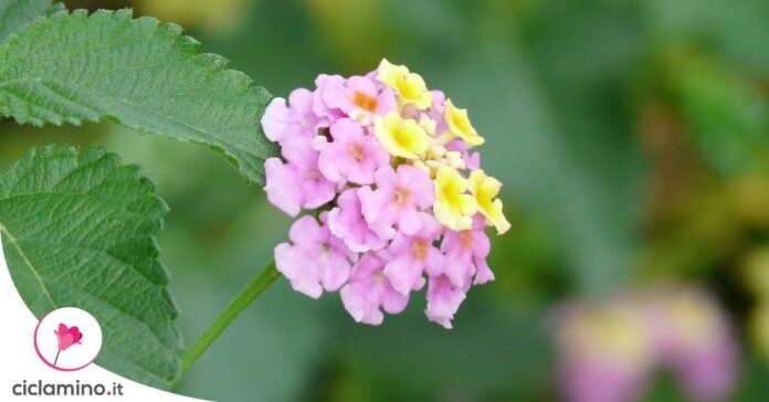 lantana-non-fiorisce