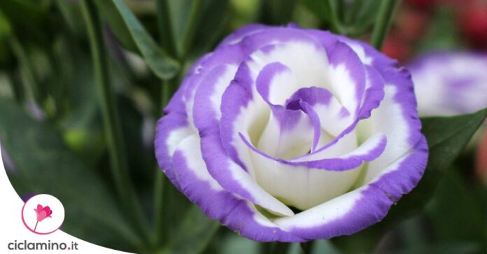 lisianthus