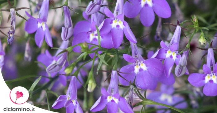 lobelia