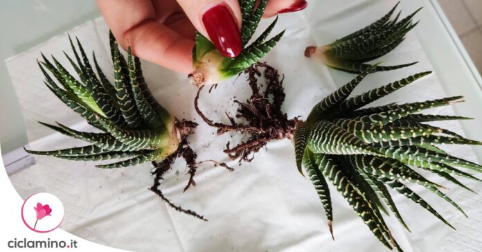 moltiplicare-haworthia