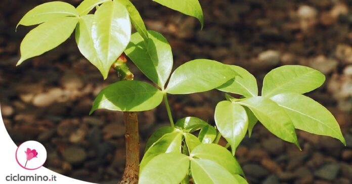 moltiplicare-pachira-aquatica