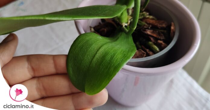 orchidea-foglie-raggrinzite