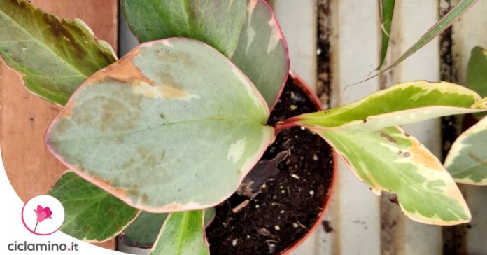 peperomia-foglie-marroni