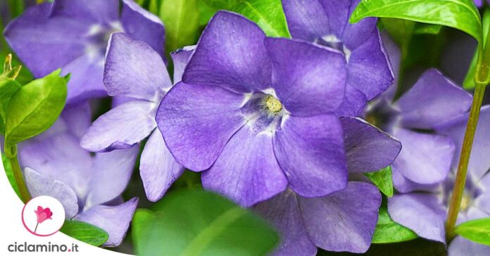 pervinca