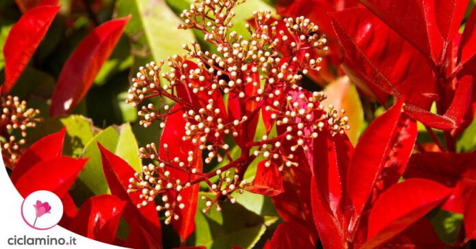 photinia