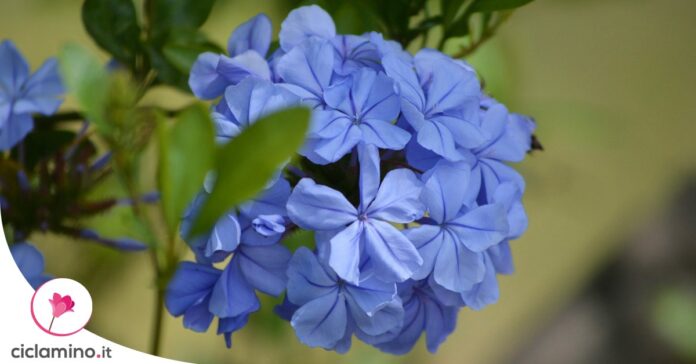 plumbago