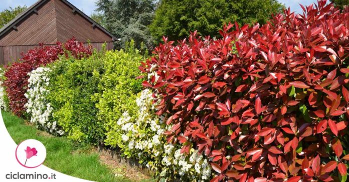 potatura-photinia