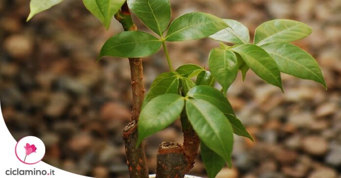 problemi-tronco-pachira-aquatica