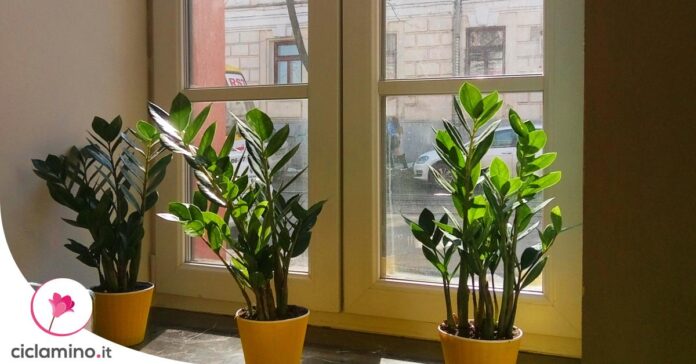 problemi-zamioculcas