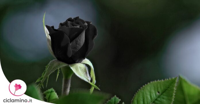 rosa-nera
