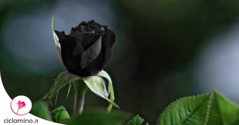 rosa-nera