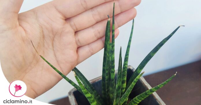 sansevieria-punte-secche