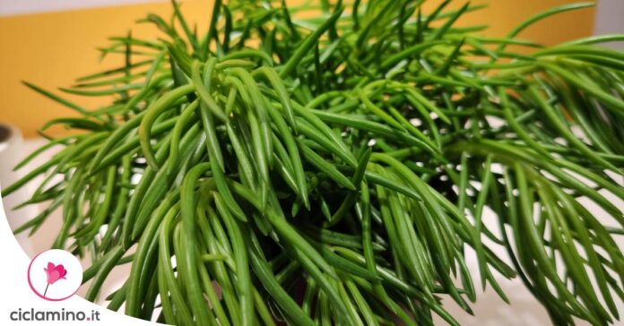 senecio