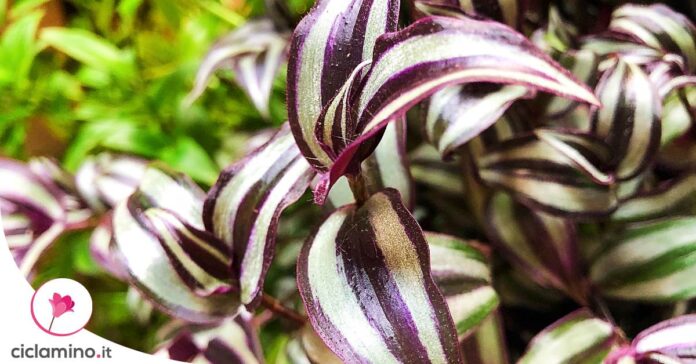 tradescantia-zebrina