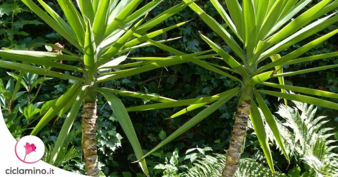 yucca