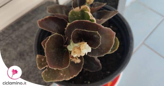 begonia-fiori-secchi