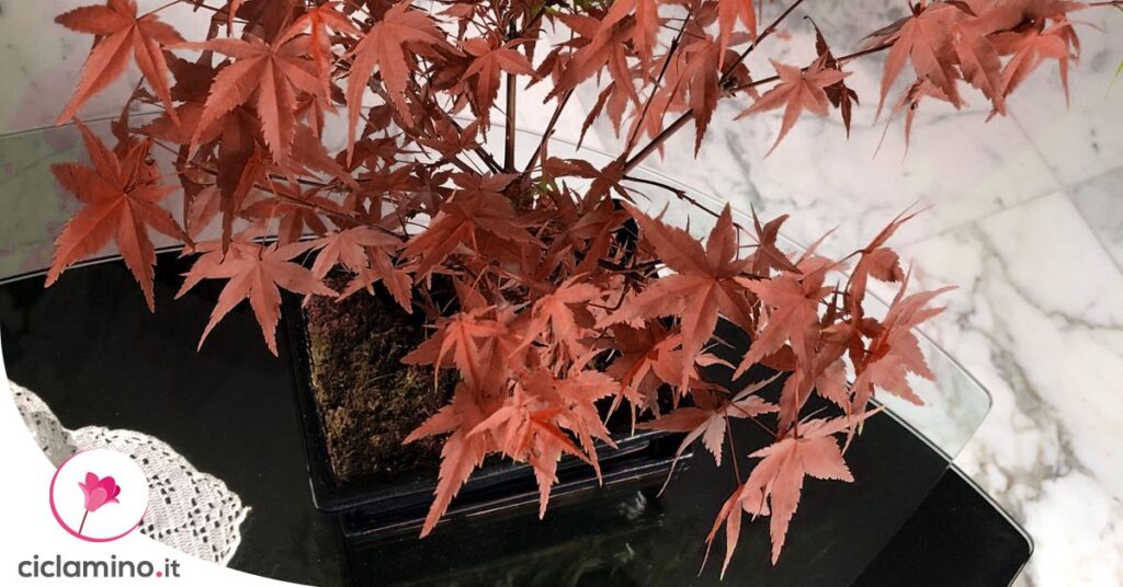 bonsai-acero-giapponese