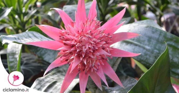 come-far-fiorire-aechmea
