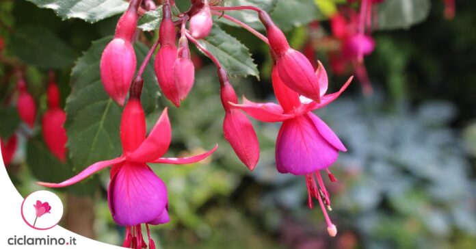 come-moltiplicare-fucsia