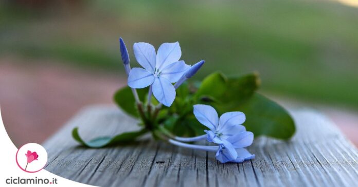come-moltiplicare-plumbago