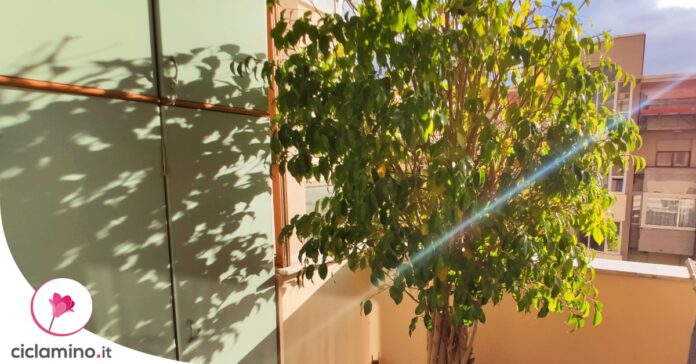come-potare-ficus-benjamin