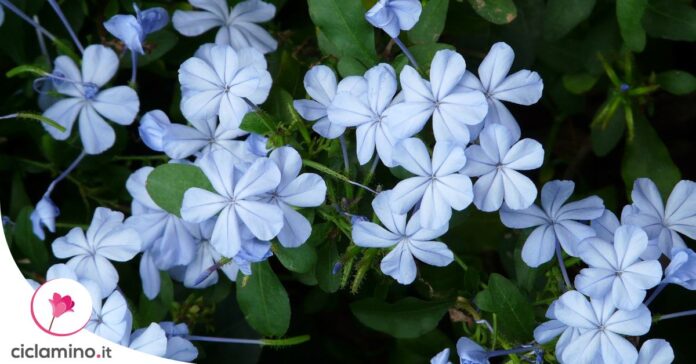 come-potare-plumbago