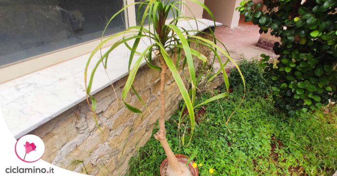 come-rinvasare-pianta-mangiafumo