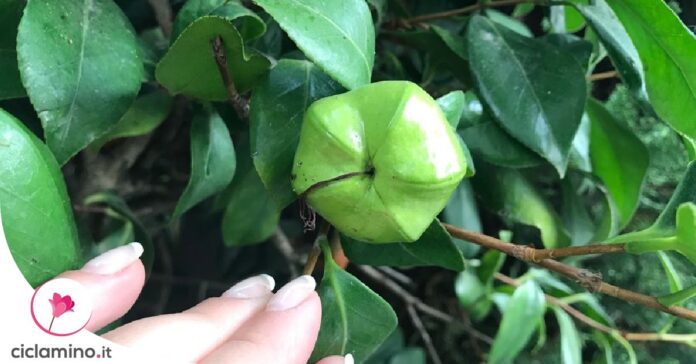 come-seminare-camelia