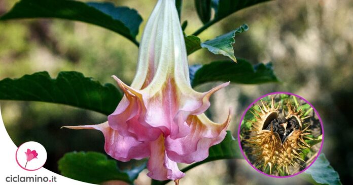 come-seminare-datura
