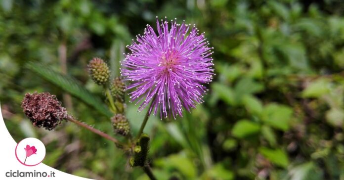 come-seminare-mimosa-pudica