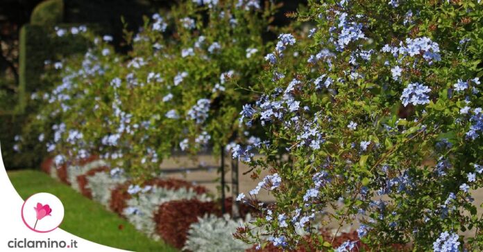 come-si-arrampica-plumbago