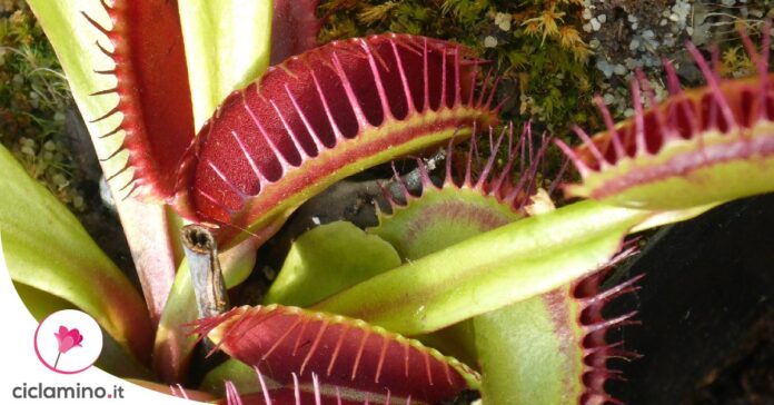 cosa-mangia-dionaea