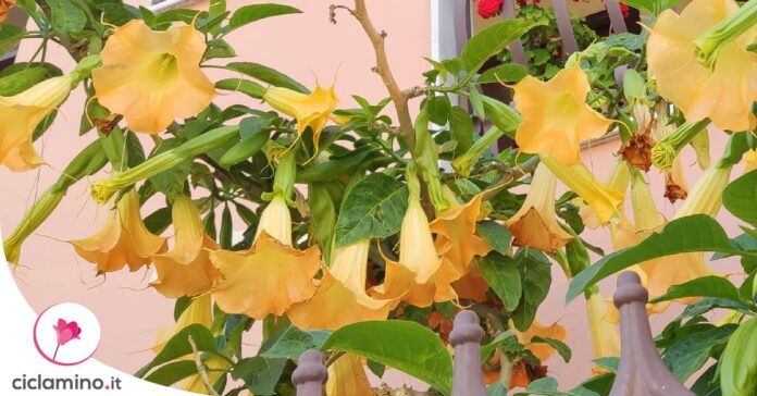 datura