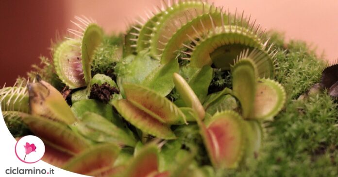 dionaea-foglie-nere