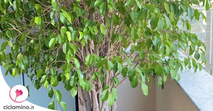 ficus-benjamin