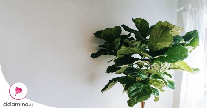 ficus-lyrata-macchie-marroni