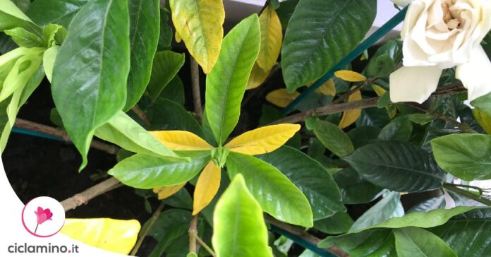gardenia-foglie-gialle