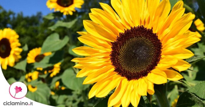 girasole