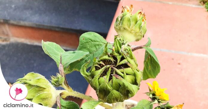 girasole-non-fiorisce