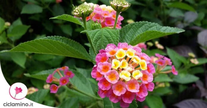 lantana-in-inverno