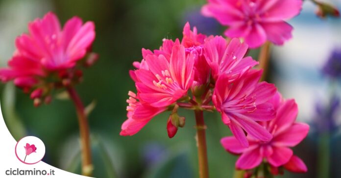 lewisia