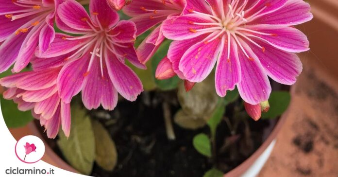 lewisia-foglie-gialle
