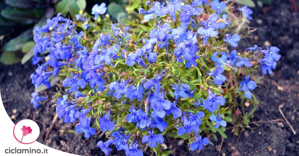 lobelia-si-sta-seccando